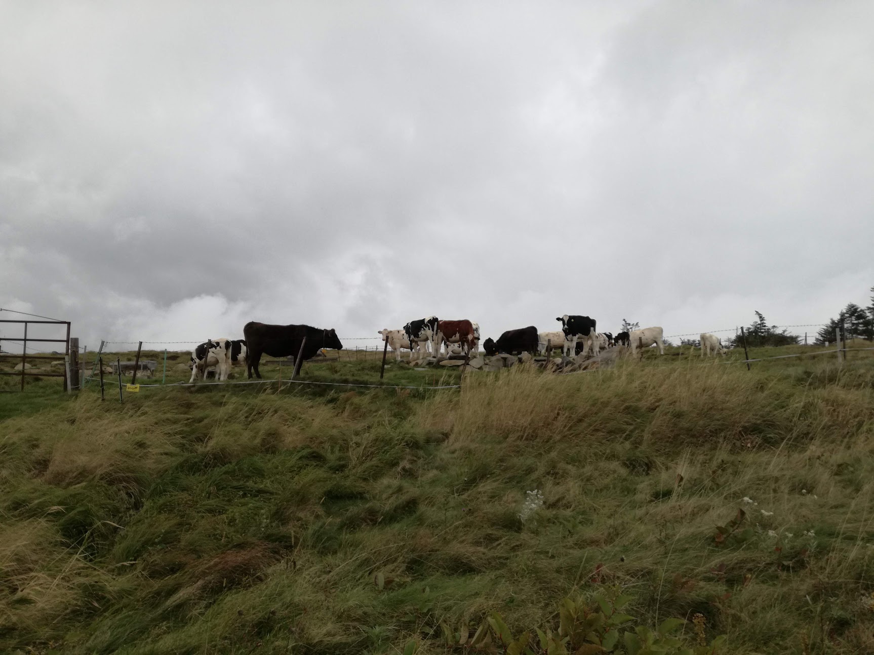 美ヶ原高原にいる牛たち