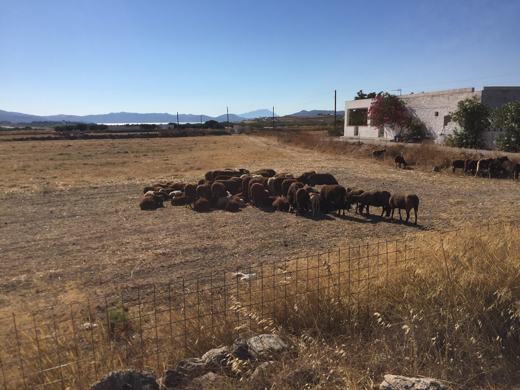 ギリシャのミロス島にいる牛たち